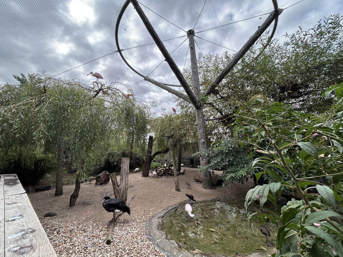 Americas Walkthrough Aviary