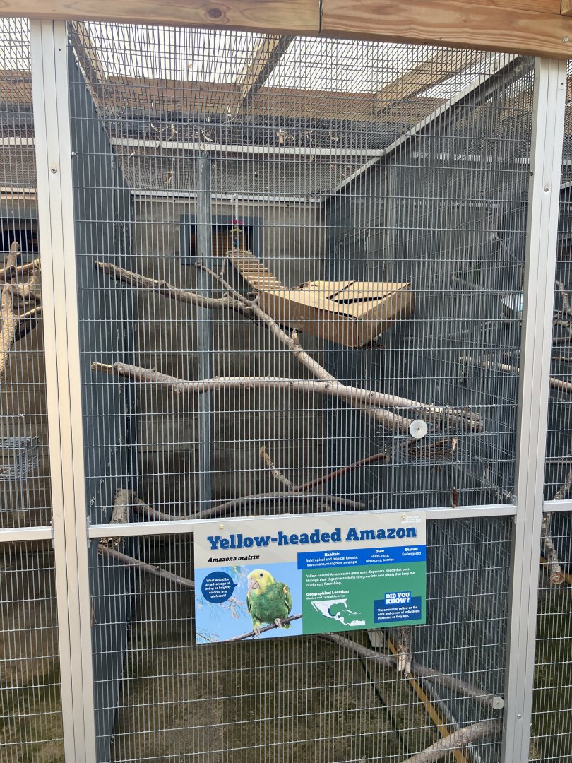 Americas - Yellow-Headed Amazon Exhibit