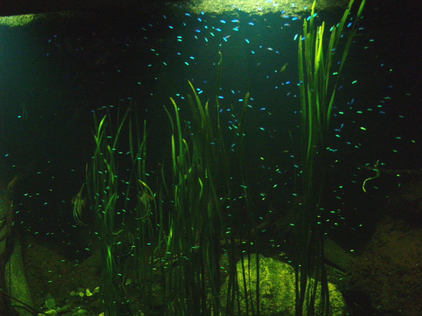 Americasa - Cardinal tetra tank, 2008-03-01
