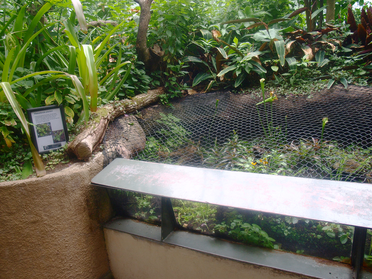 Americasa - Display of Bromeliads and carnivorous plants, 2015-07-19