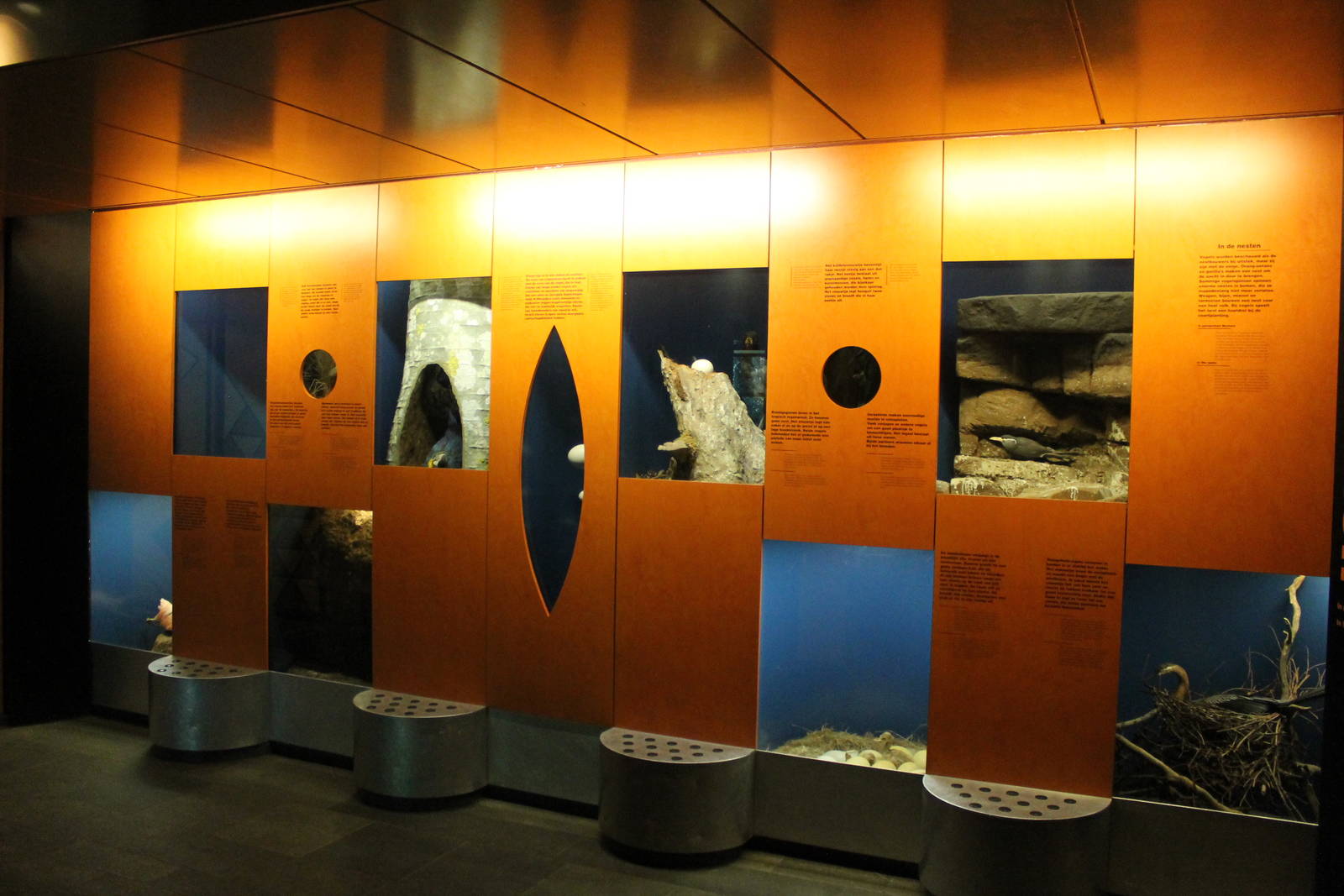 Americasa - Education about bird nests