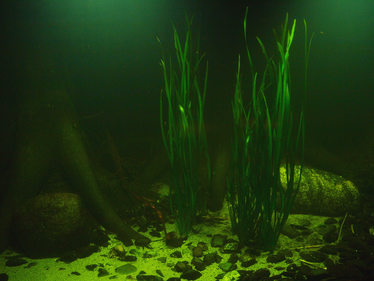 Americasa freshwater tank, 2015-07-19