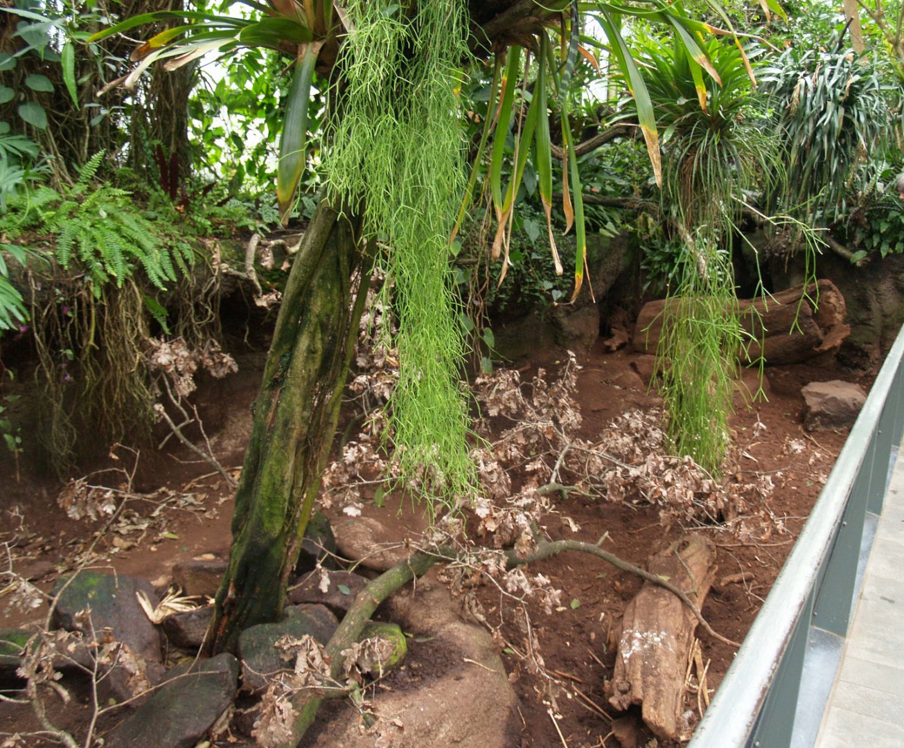 Americasa - Large hairy armadillo exhibit , 2008-03-01