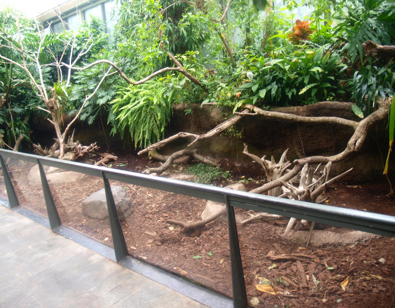 Americasa - Large hairy armadillo exhibit, 2015-07-19