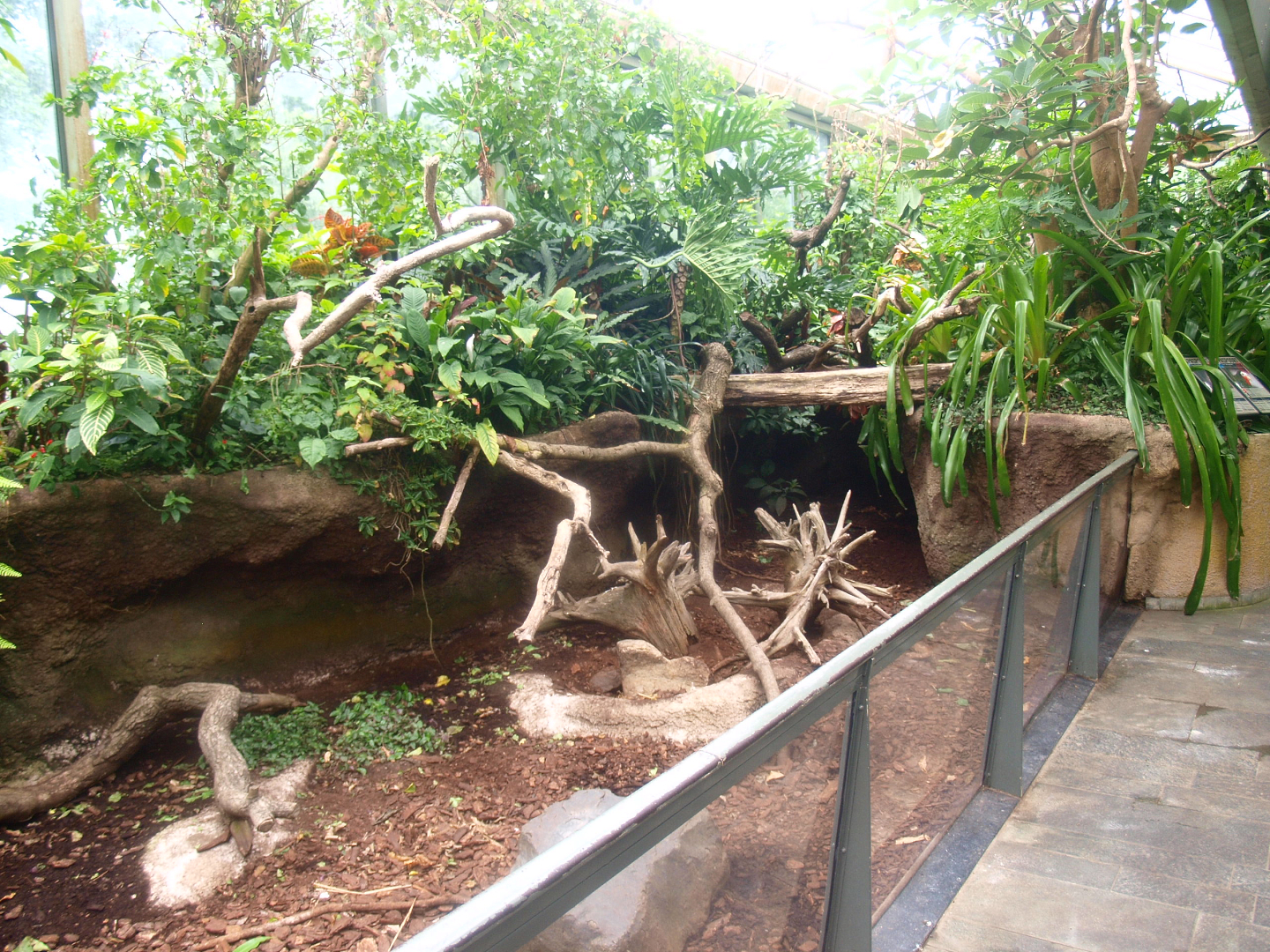Americasa - Large hairy armadillo exhibit, 2015-07-19