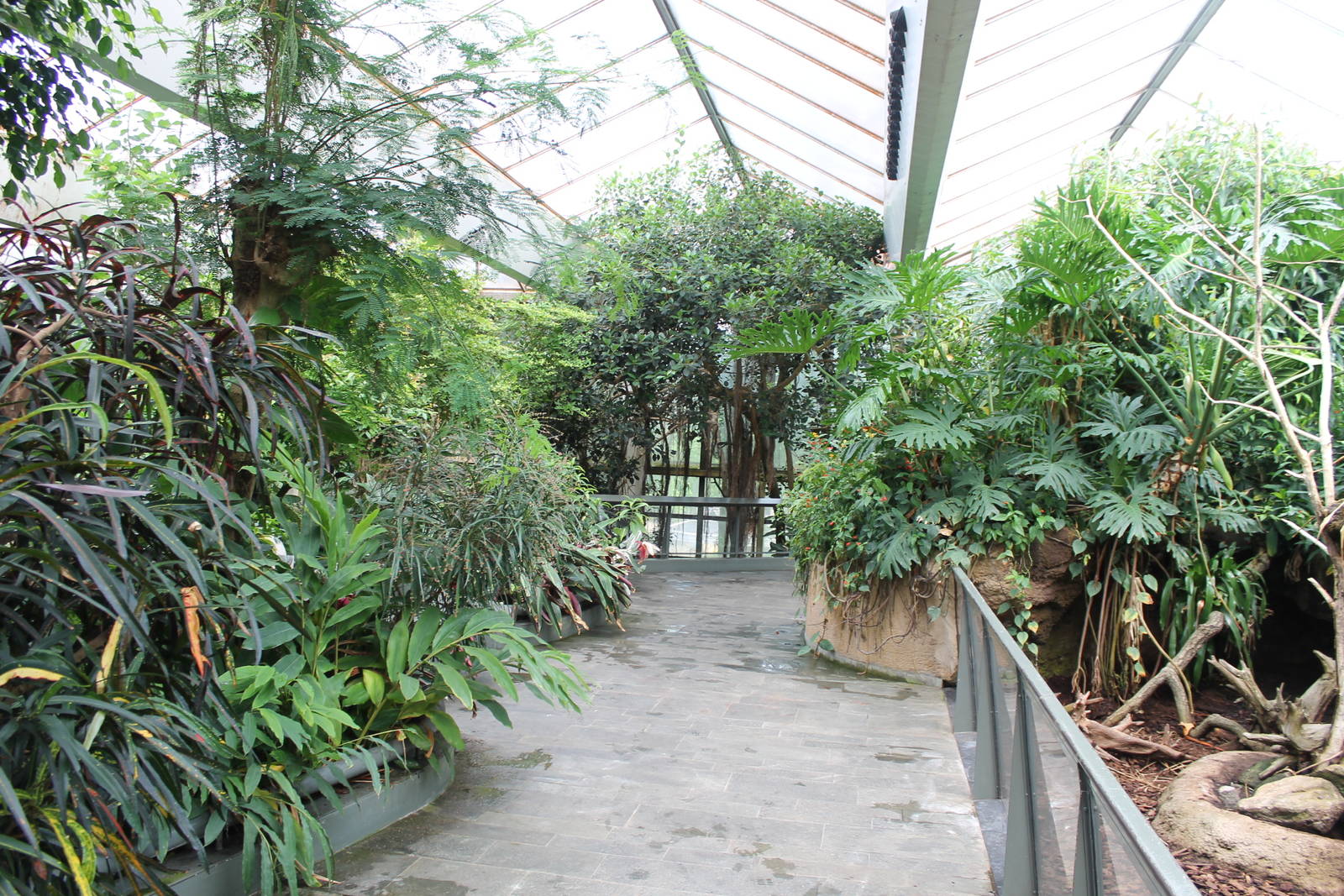 Americasa - Main tropical walkthrough overview 2