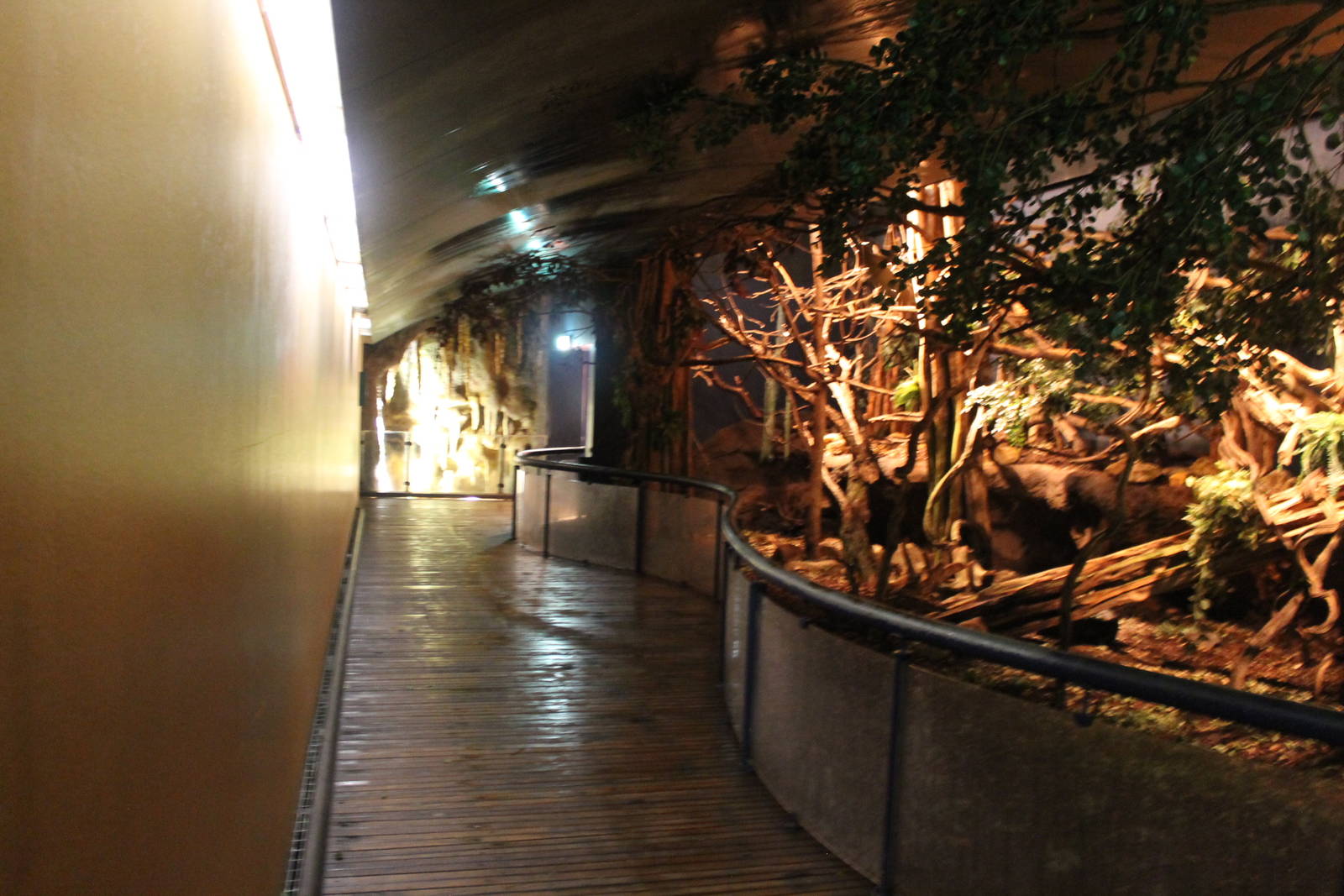 Americasa - Nocturnal part