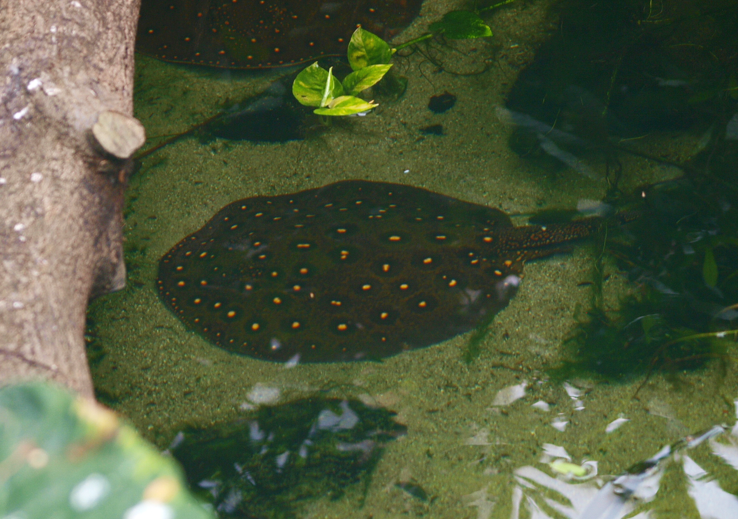 Americasa - Ocellate river stingray (Potamotrygon motoro), 2015-07-19