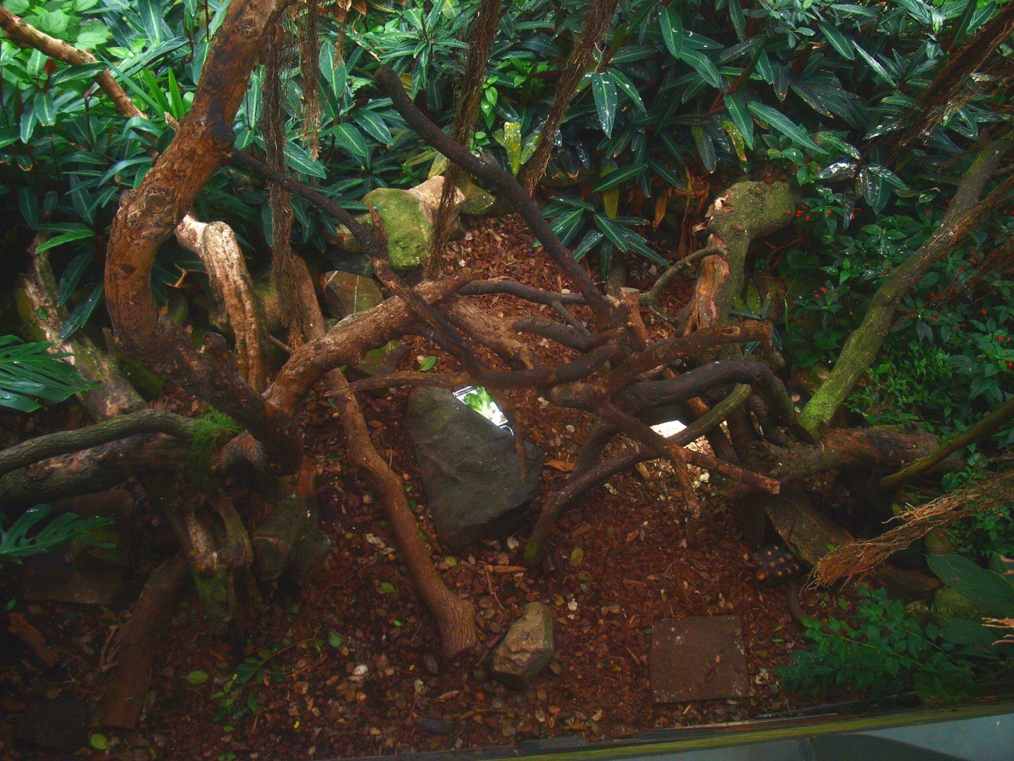 Americasa - Red-footed tortoise exhibit, 2015-07-19