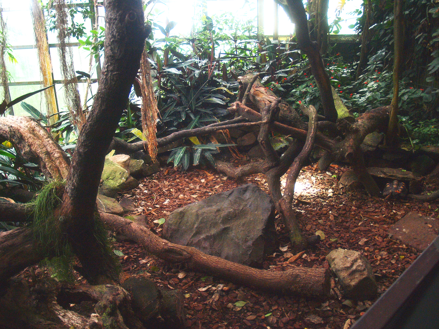 Americasa - Red-footed tortoise exhibit, 2015-07-19