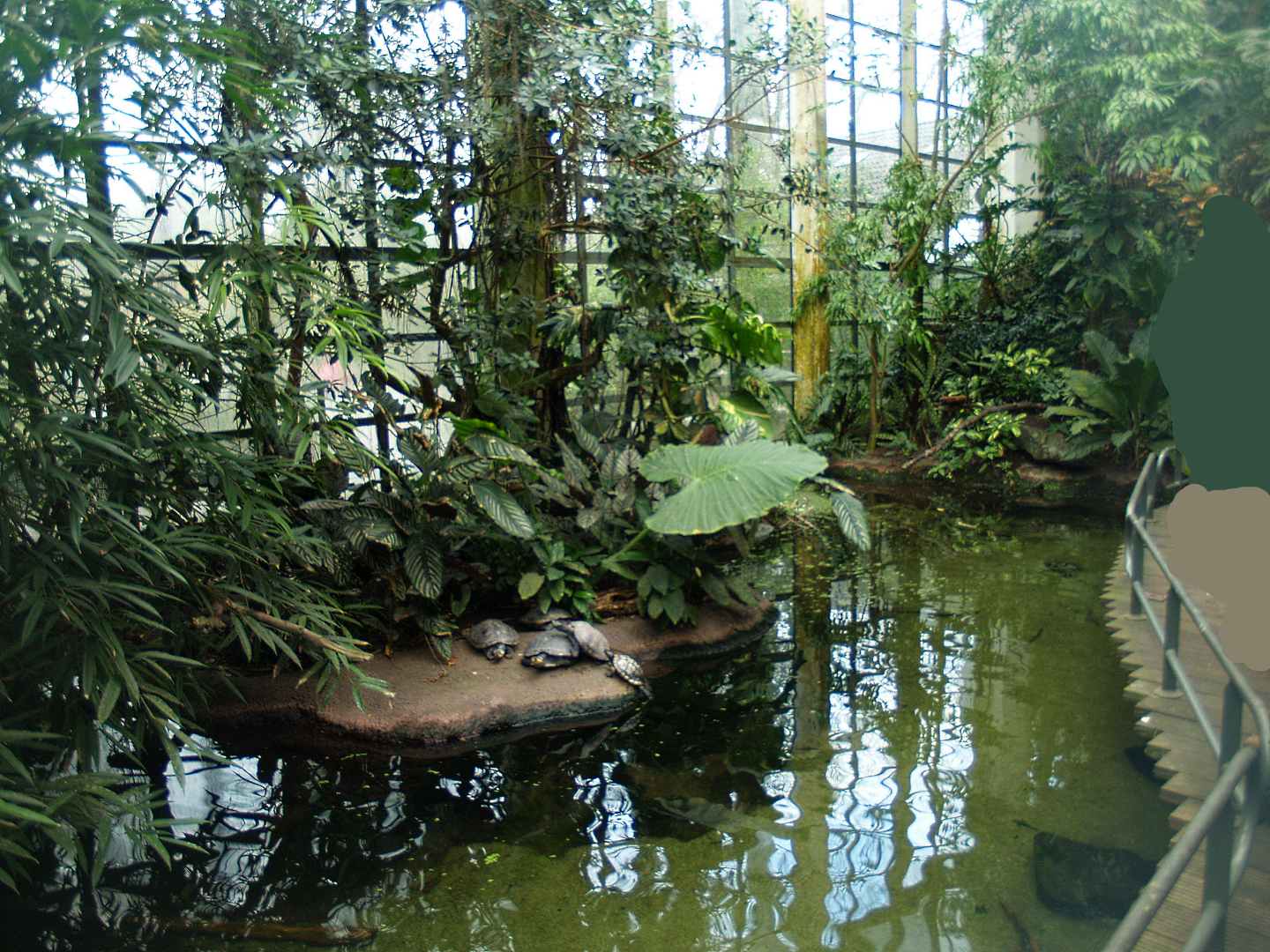 Americasa - Turtle and fish pond, 2008-03-01