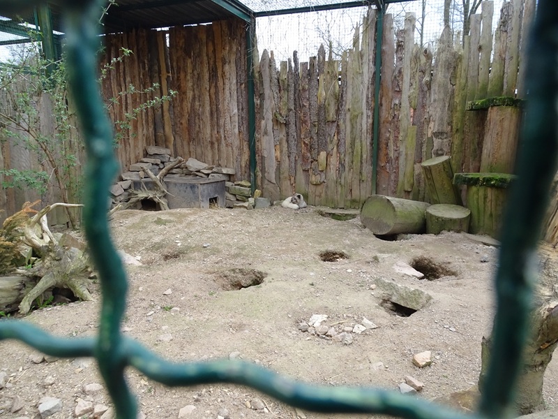 Amerika-Tierpark: arctic fox enclosure