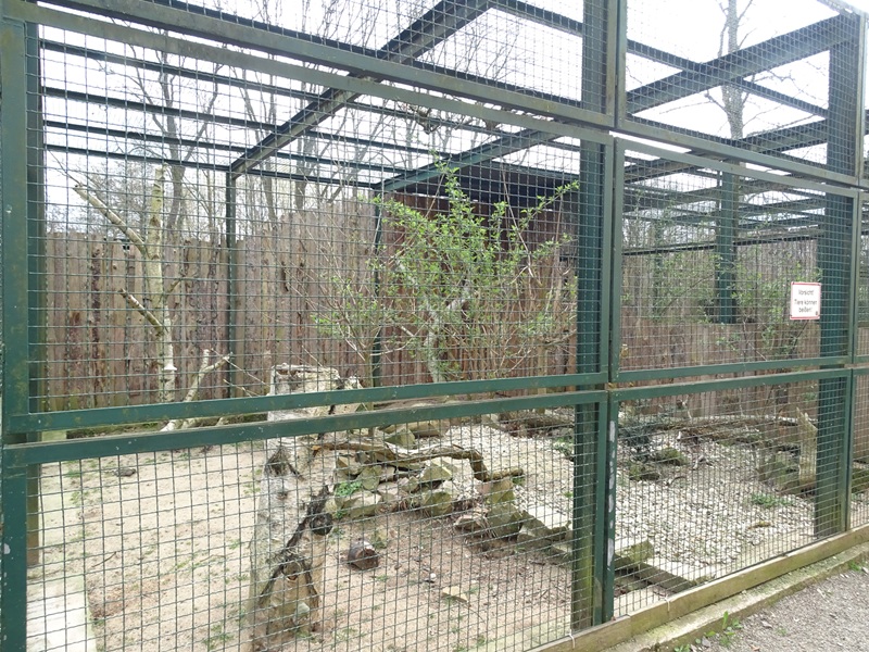 Amerika-Tierpark: arctic fox  second enclosure