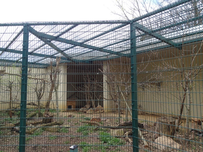 Amerika-Tierpark: bobcat enclosure