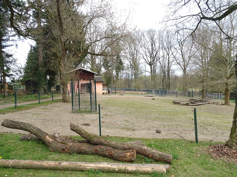 Amerika-Tierpark: dwarf zebu enclosure