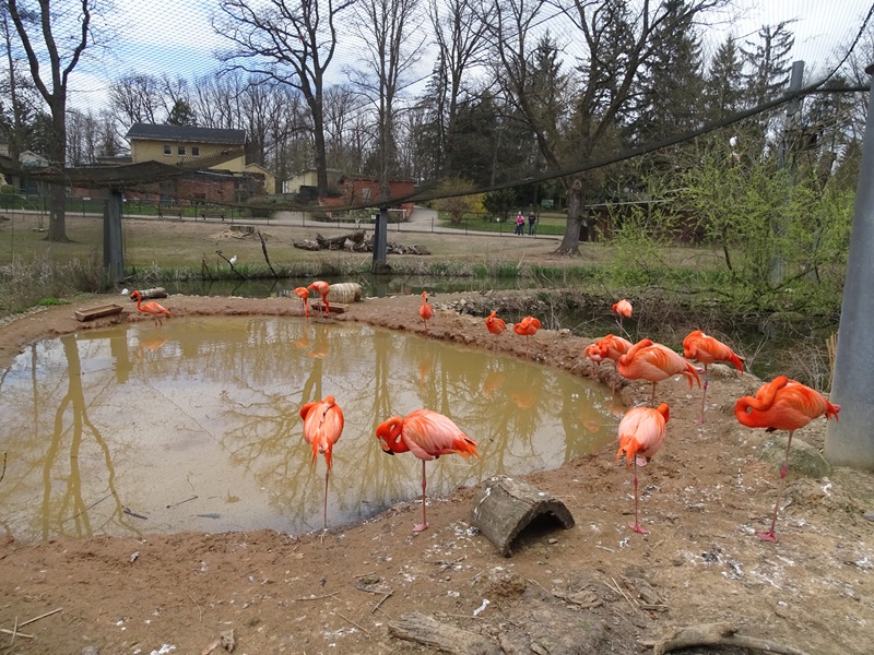 Amerika-Tierpark: Flamingo-Land (species list in comments)