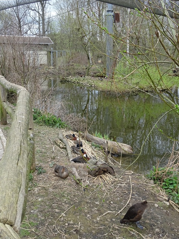 Amerika-Tierpark: Flamingo-Land