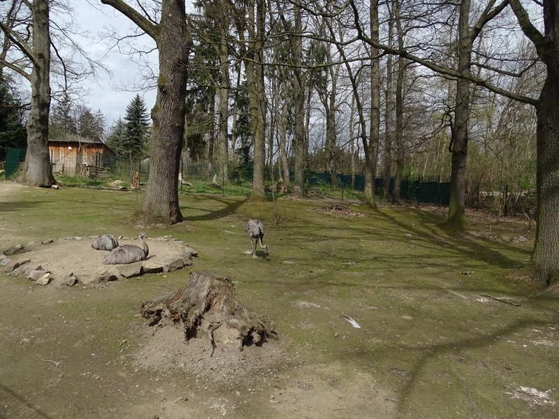 Amerika-Tierpark: greater rhea enclosure