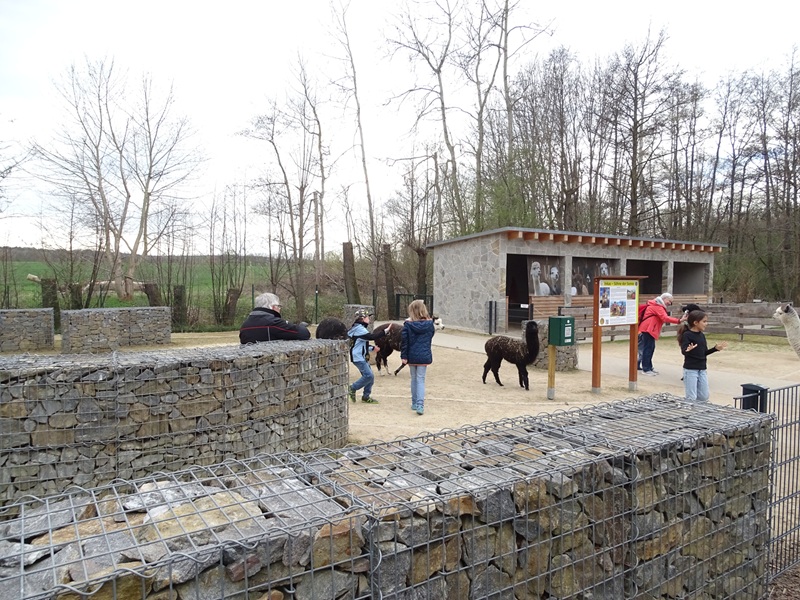 Amerika-Tierpark: InkaLand - alpaca enclosure