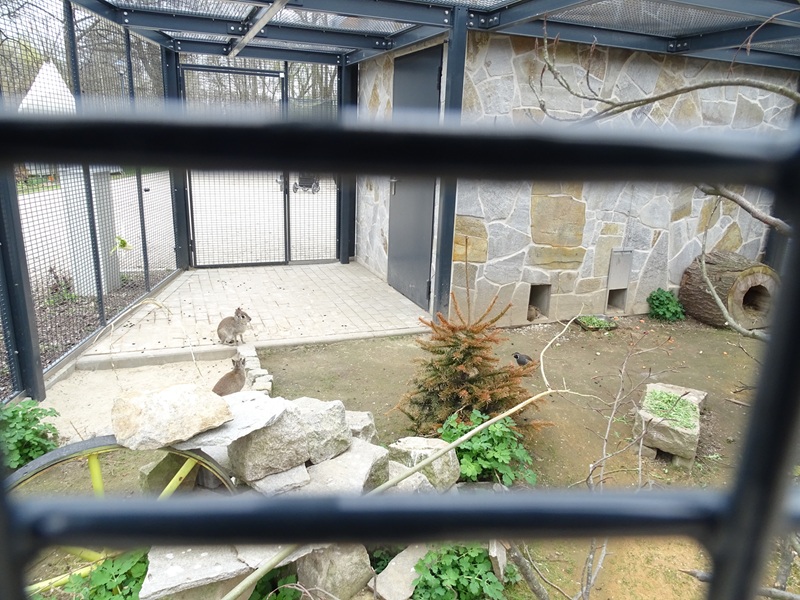 Amerika-Tierpark: InkaLand - cavy, Chacoan mara and Californian quail