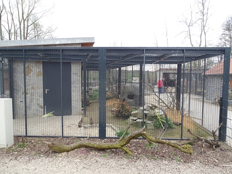 Amerika-Tierpark: InkaLand - cavy, Chacoan mara and Californian quail