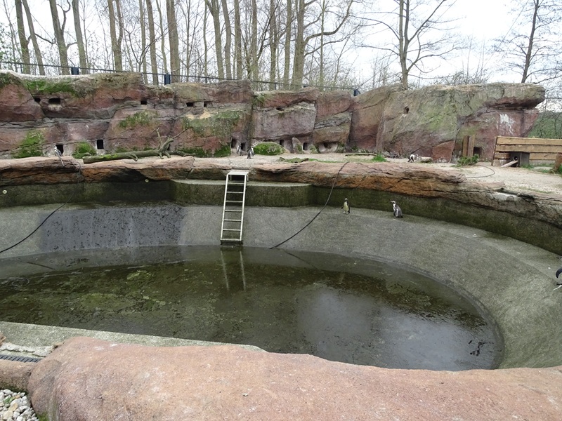 Amerika-Tierpark: InkaLand - Penguin/gull/tern aviary