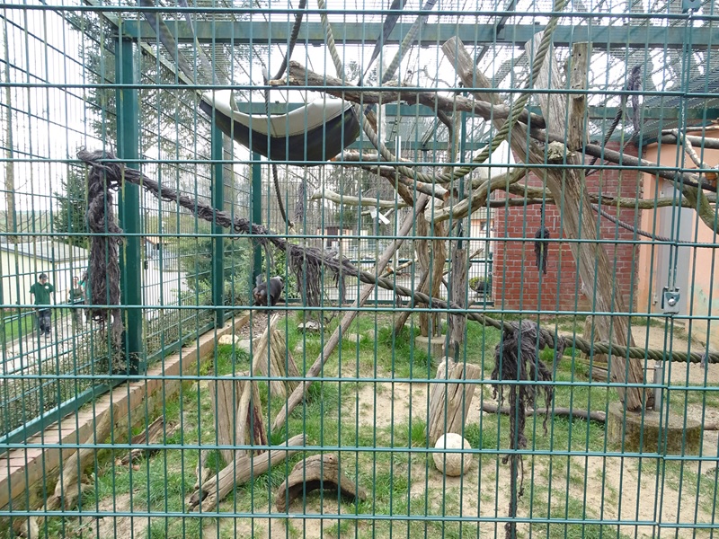 Amerika-Tierpark: Moor macaque enclosure