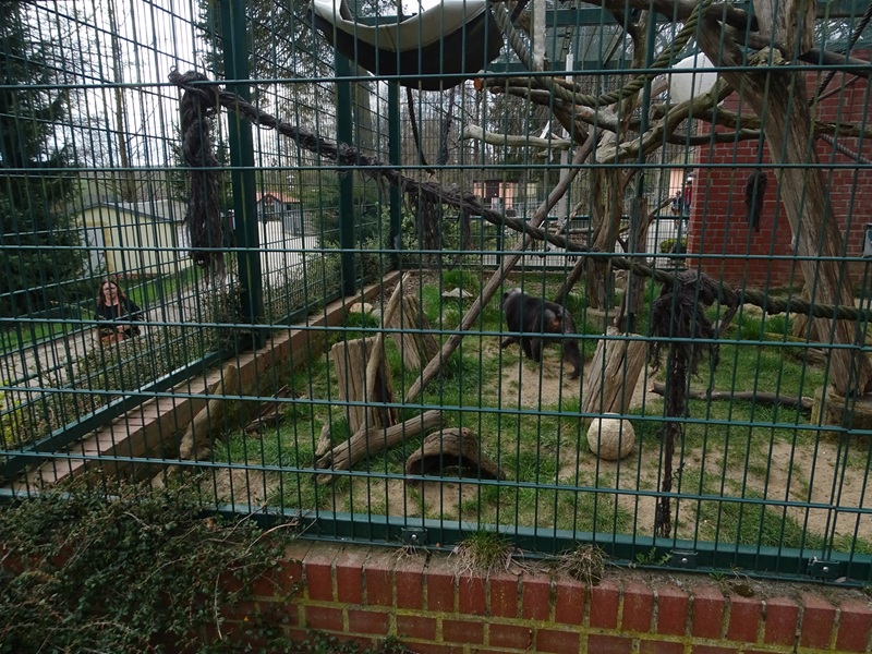 Amerika-Tierpark: Moor macaque enclosure