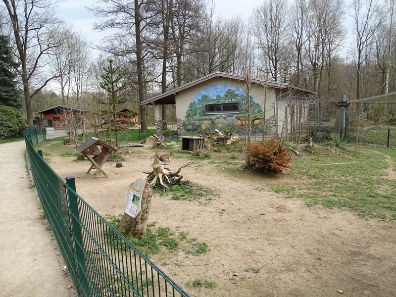 Amerika-Tierpark: Patagonian mara enclosure