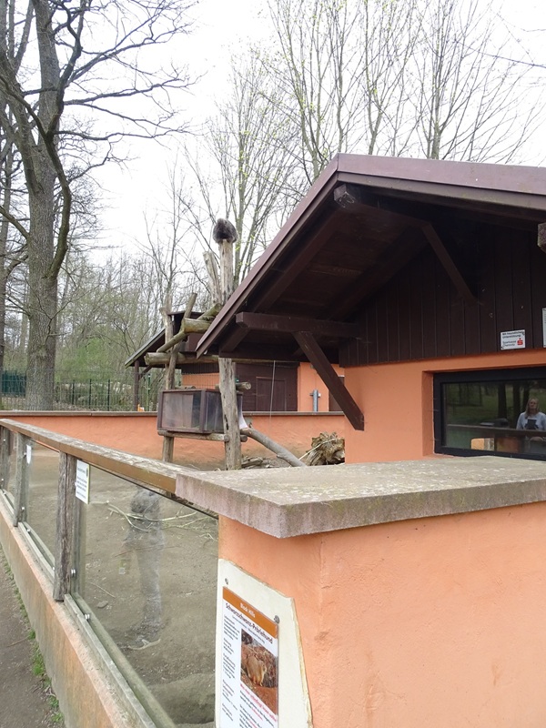 Amerika-Tierpark: Prairie dog / tree porcupine enclosure
