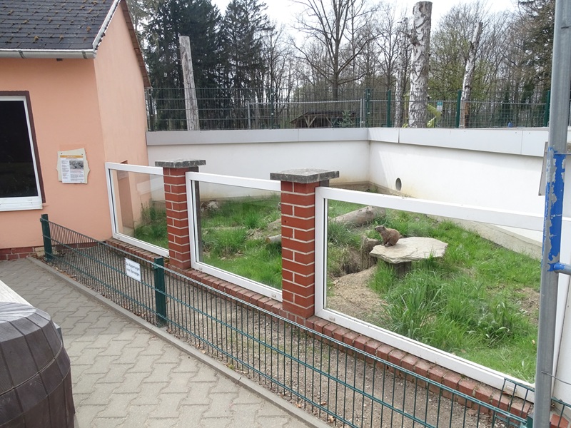 Amerika-Tierpark : Woodchuck enclosure