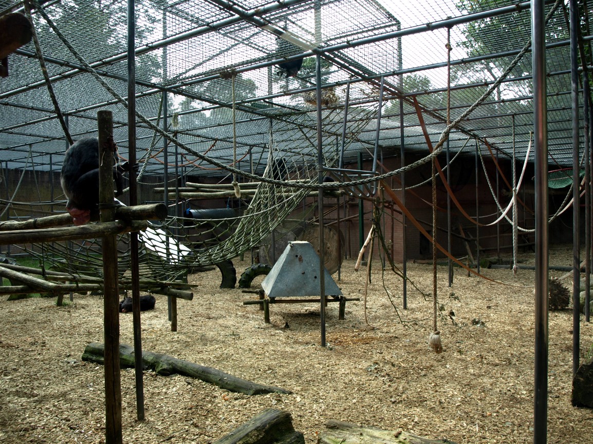 Amersfoort Zoo - Chimpanzee exhibit