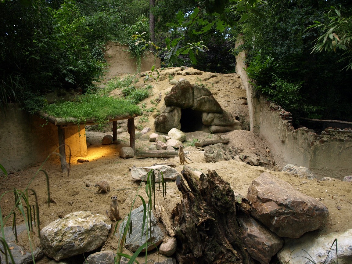 Amersfoort Zoo - Meerkat exhibit