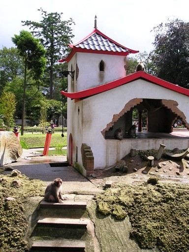 Amersfoort zoo (NL) Macaque