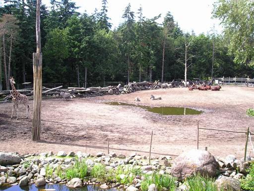 Amersfoort zoo (NL) Savanna