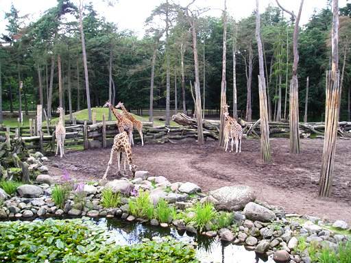 Amersfoort zoo (NL) Savanna