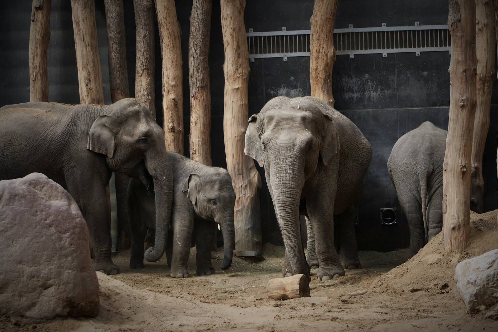 Amersfoort's elephant family.