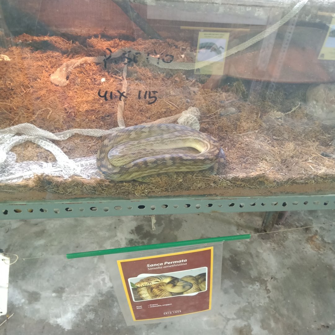 Amethyst Python (Simalia amethistina) - Sato Loka Resto & Conservation Park