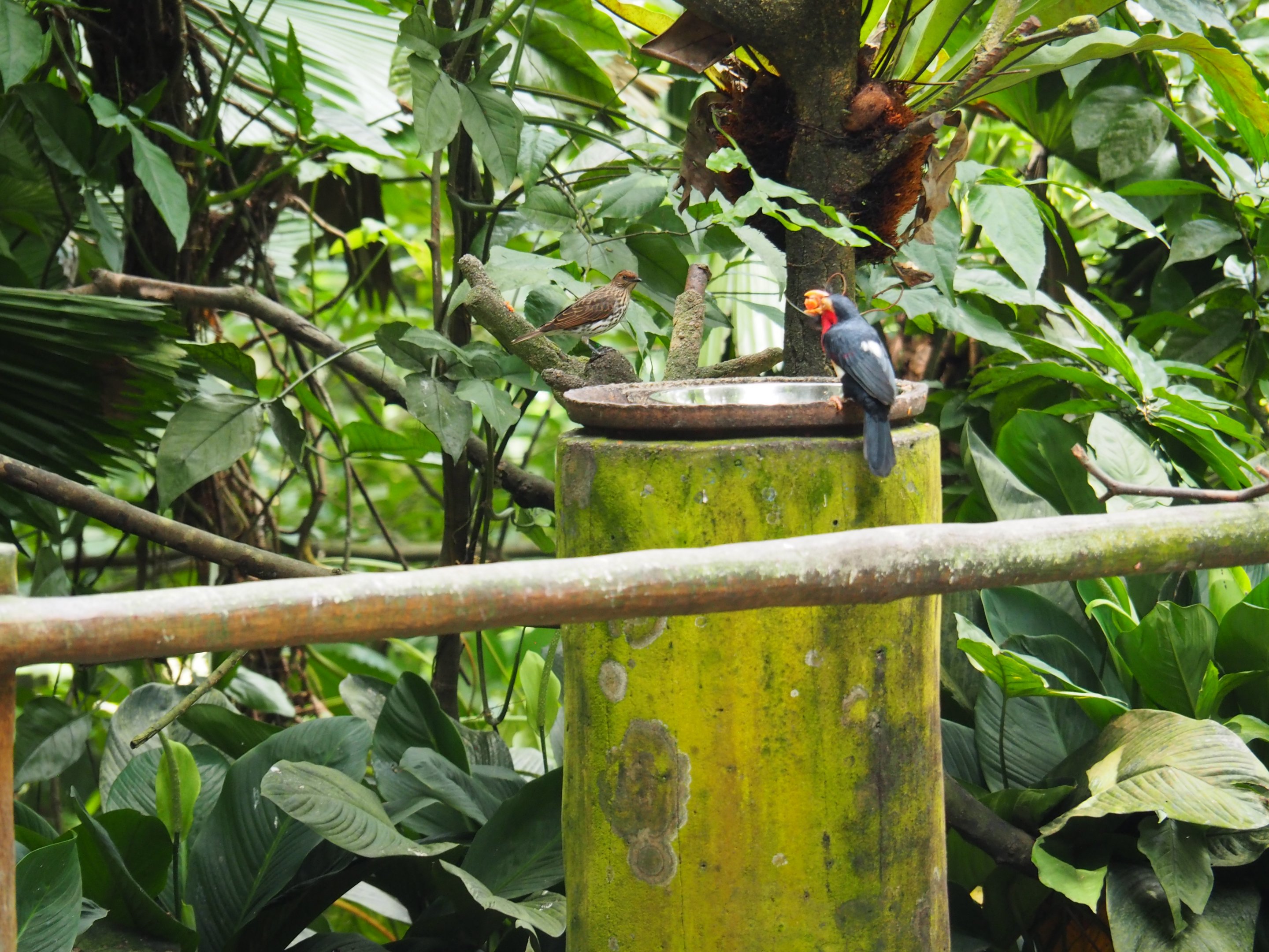 Amethyst Starling and Bearded Barbet at Jurong Bird Park