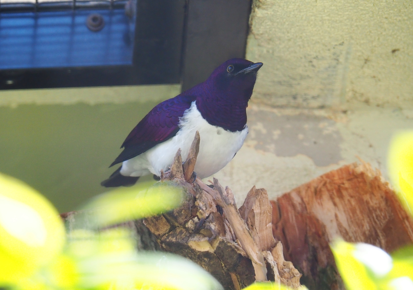 Amethyst starling (Cinnyricinclus leucogaster), 2019-04-20