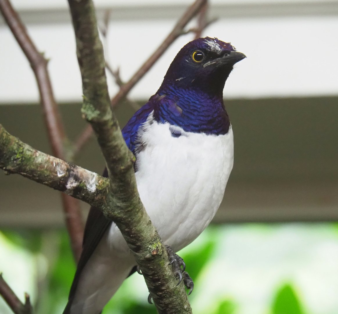 Amethyst starling (Cinnyricinclus leucogaster), 2022-03-16
