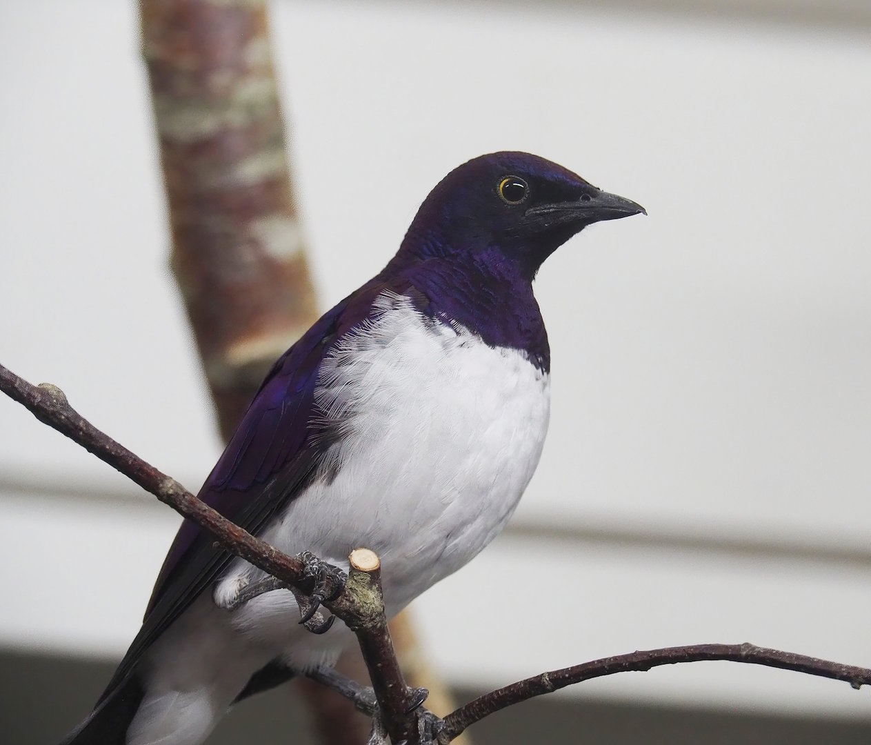 Amethyst starling (Cinnyricinclus leucogaster), 2022-08-16