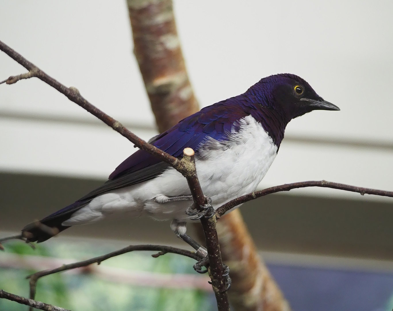 Amethyst starling (Cinnyricinclus leucogaster), 2022-09-04