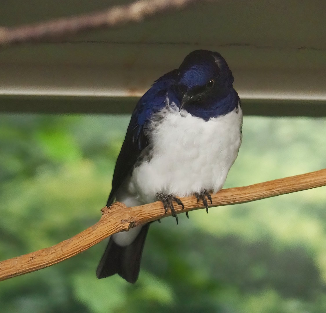 Amethyst starling (Cinnyricinclus leucogaster), 2022-10-29