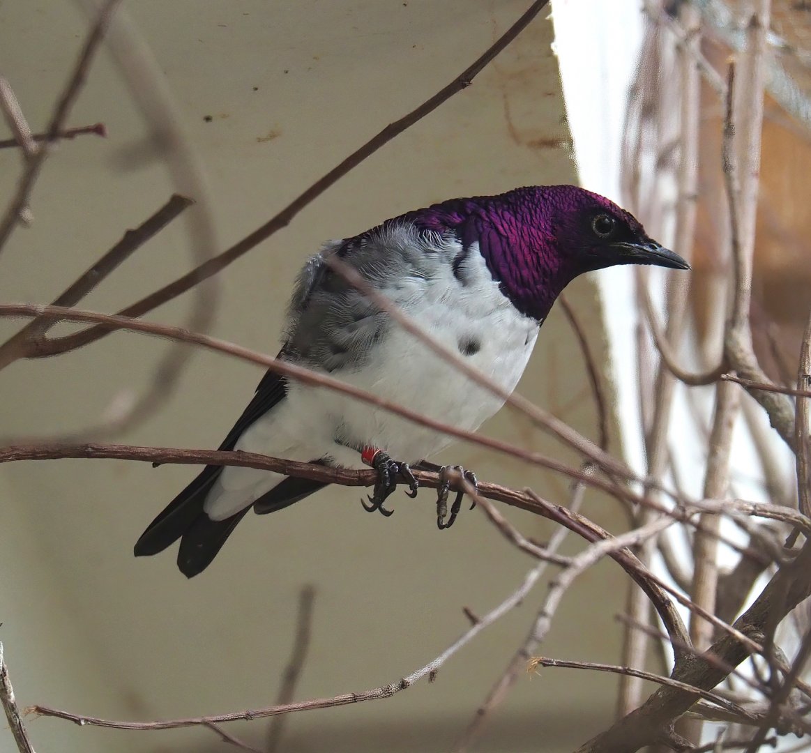 Amethyst starling (Cinnyricinclus leucogaster), 2024-02-17
