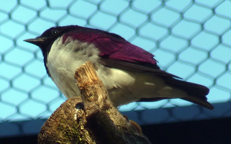 Amethyst starling (Cinnyricinclus leucogaster) male