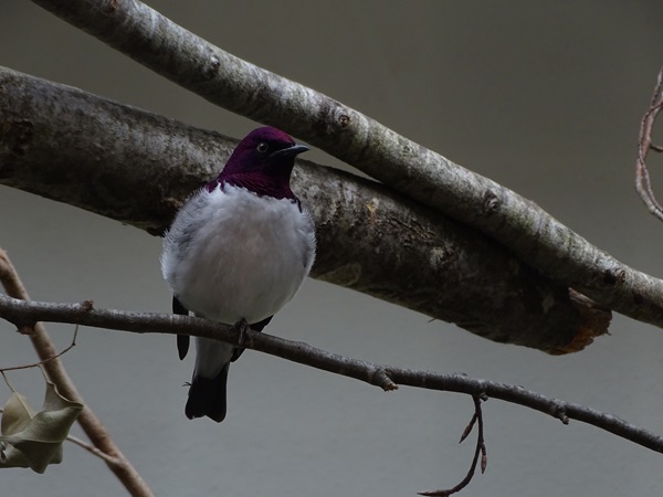 Amethyst starling (Cinnyricinclus leucogaster)