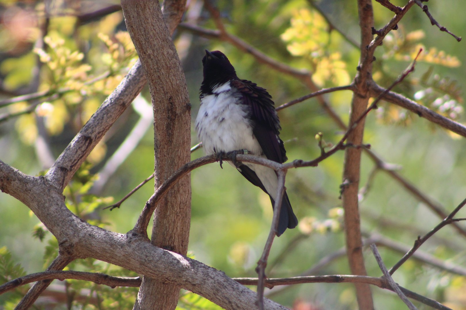 Amethyst Starling (Cinnyricinclus leucogaster)