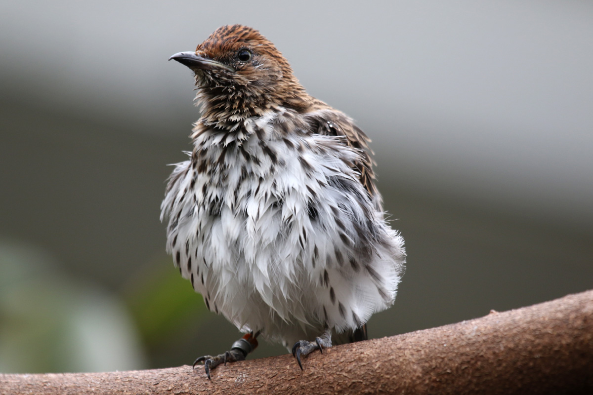 Amethyst Starling (female) at ZSL London Zoo 2/11/2018