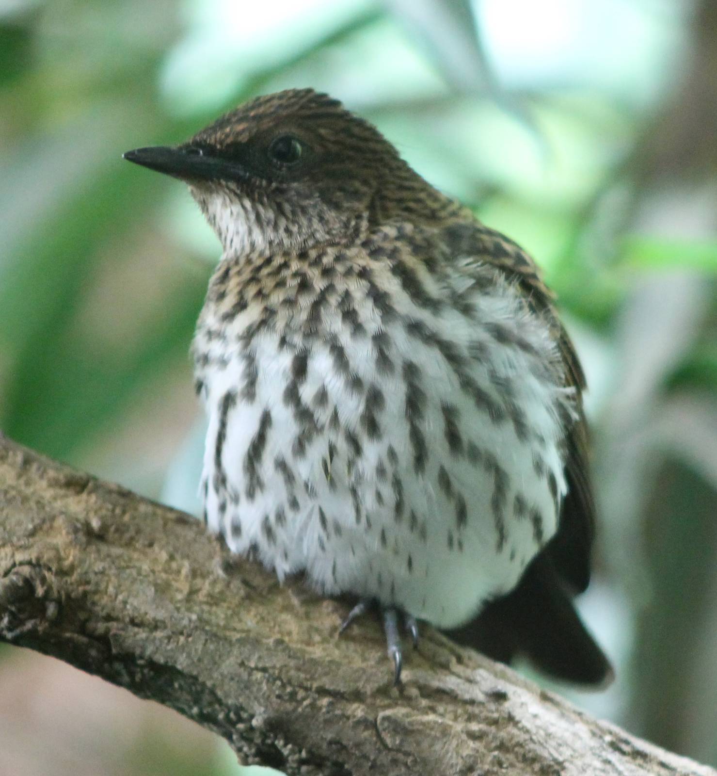 Amethyst starling female